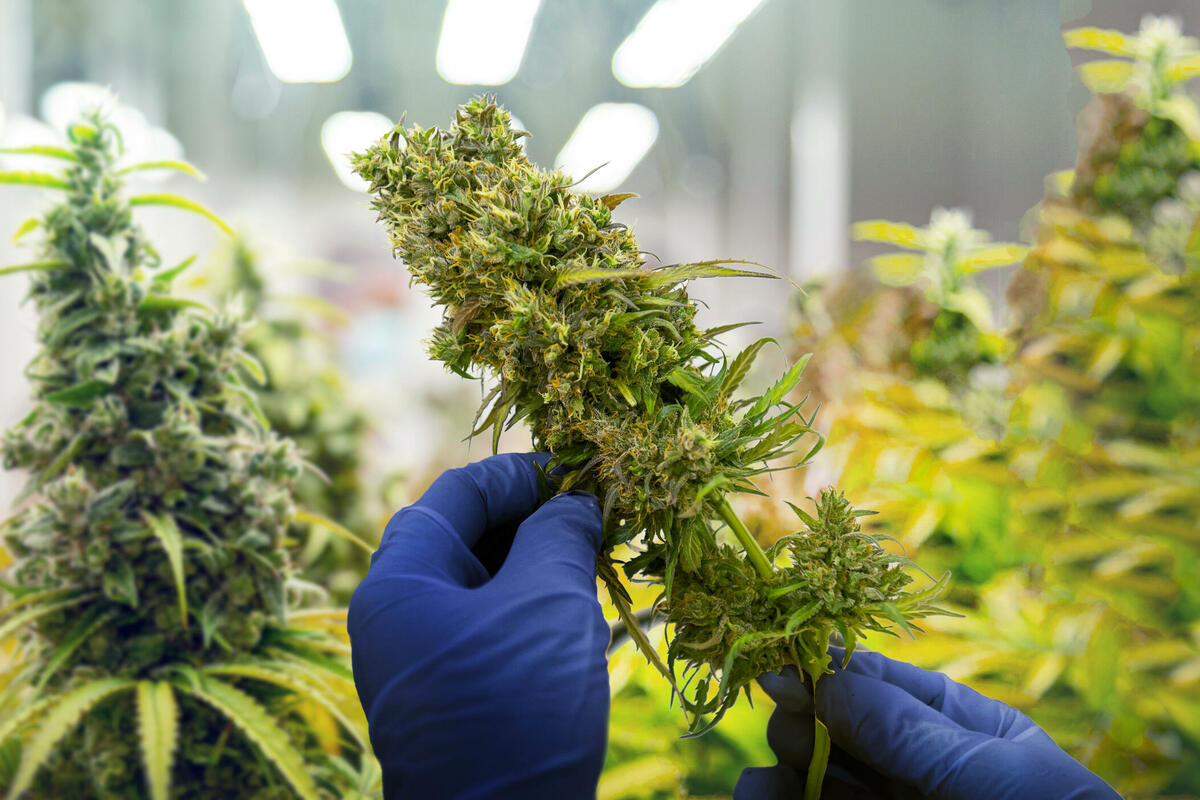 Bosna i Hercegovina usvojila legalizaciju kanabisa u medicinske svrhe