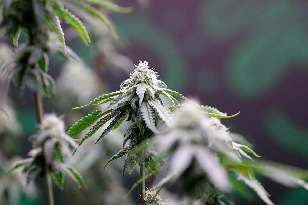 Legalizacija kanabisa u Bosni: Novi korak ka medicinskoj upotrebi