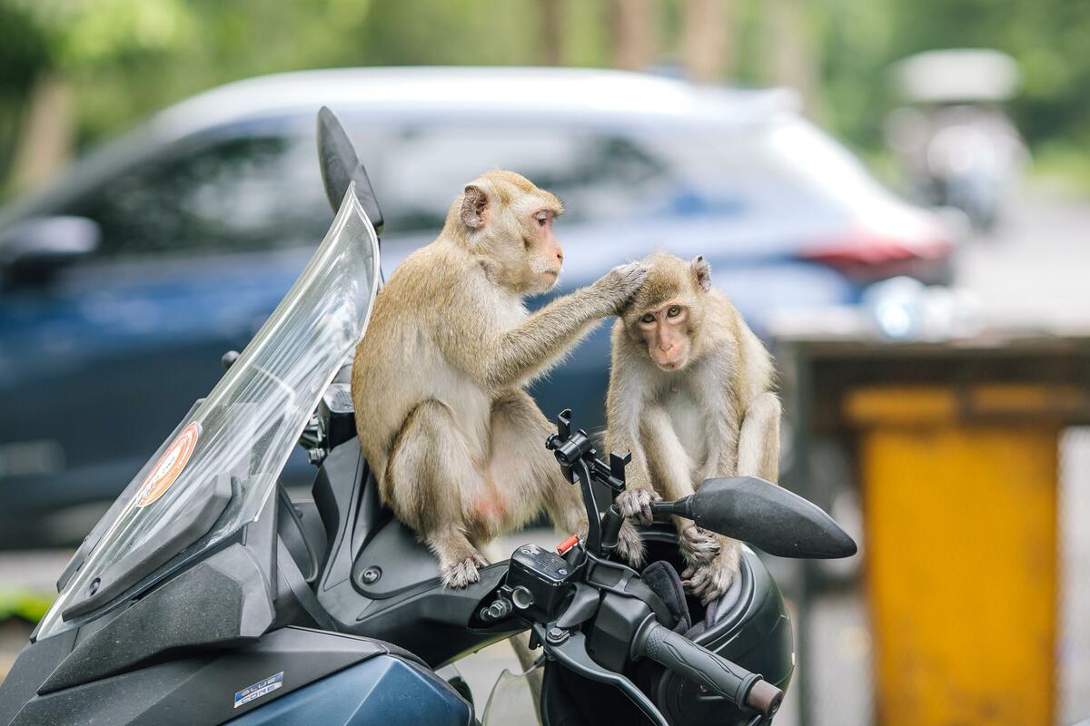 Najsmješnije fotografije životinja 2025: Kreativnost i humor iz divljine