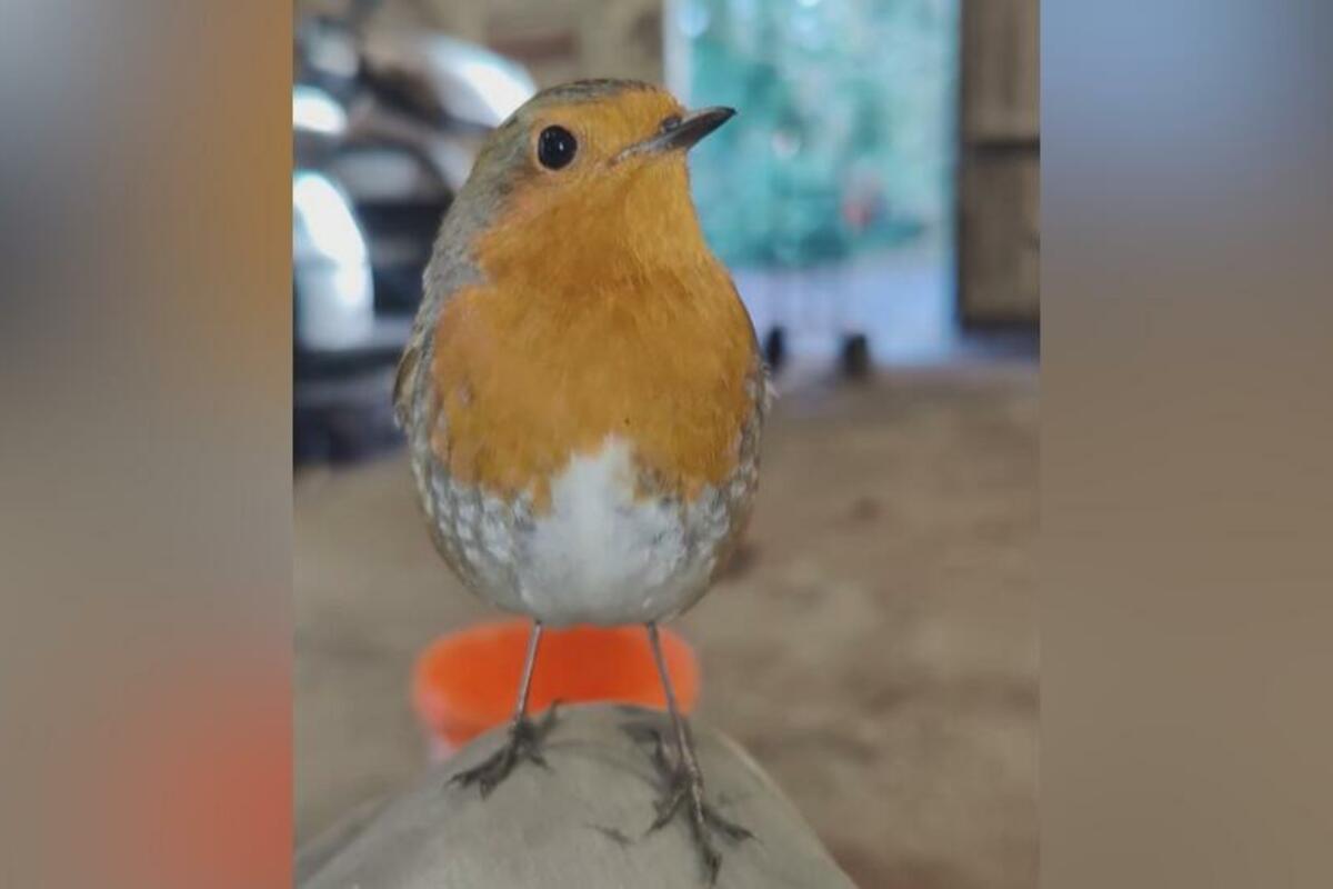 Nesvakidašnje prijateljstvo: Crvendac i njegov ljudski drug