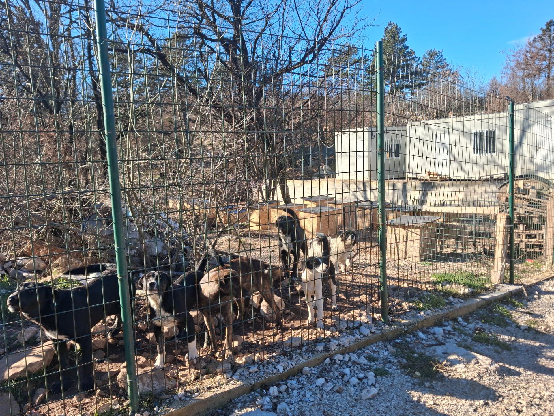 Novi dom za 20 pasa: Prihvatilište u Nikšiću pokazuje snagu zajednice