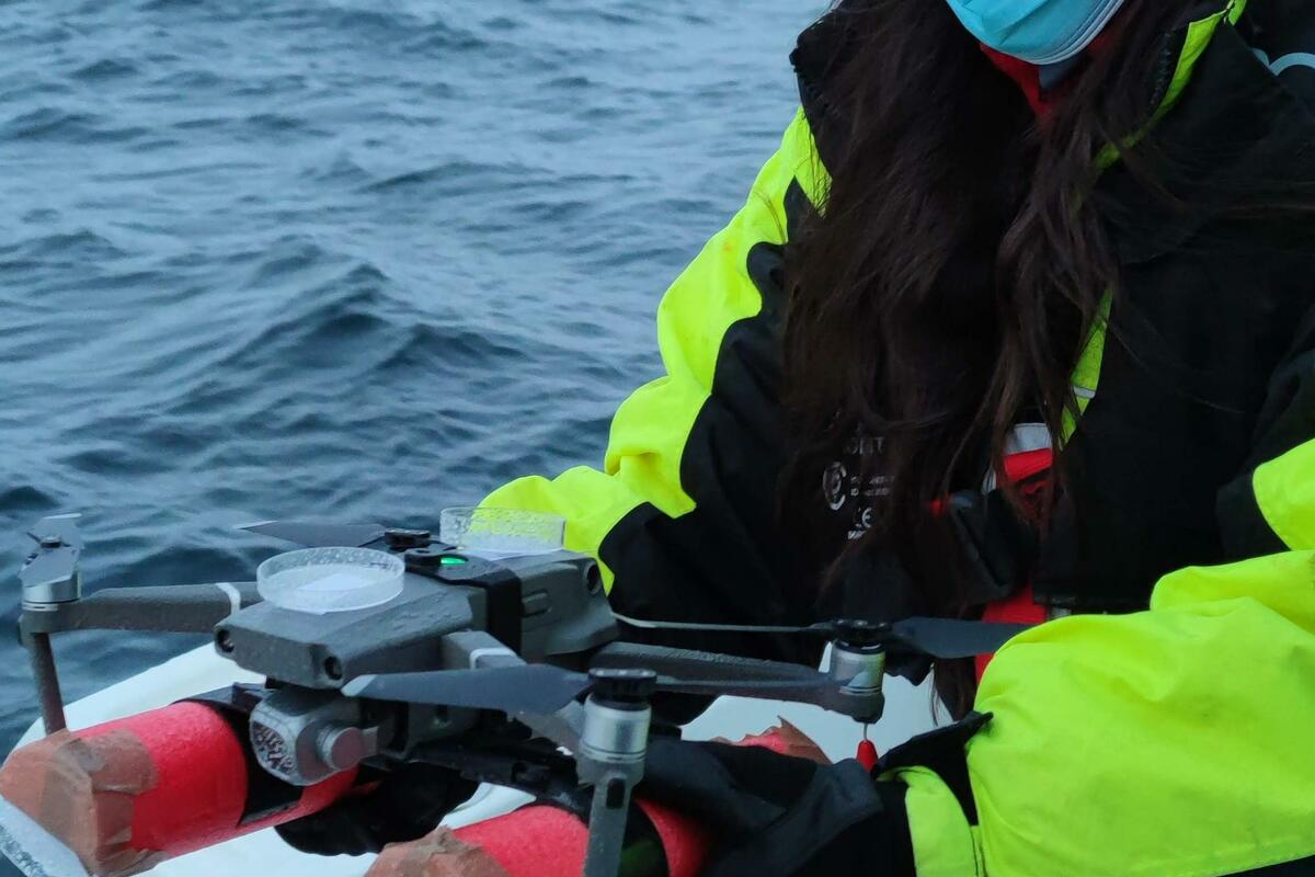 Novi virus otkriven kod arktičkih kitova: Šta to znači za njihovo zdravlje?