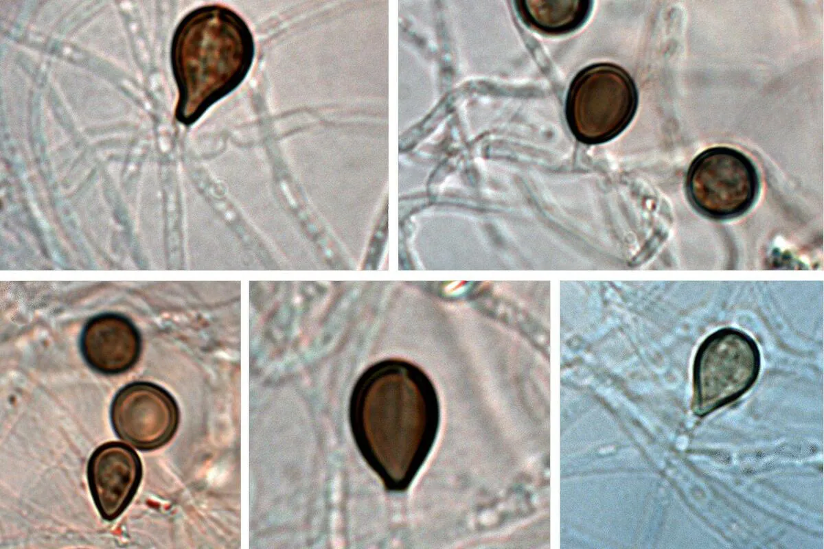 'Betmenova gamsia': Nova vrsta gljive nazvana po superheroju