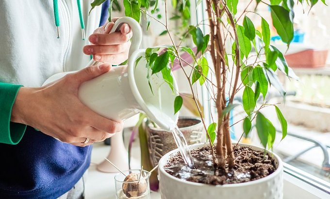 Biљke kao svesna bića: nova otkrića o njihovoj komunikaciji i pamćenju