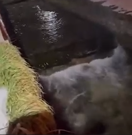 Hrabrost bez granica: Pljevljak spasio mačku iz rijeke