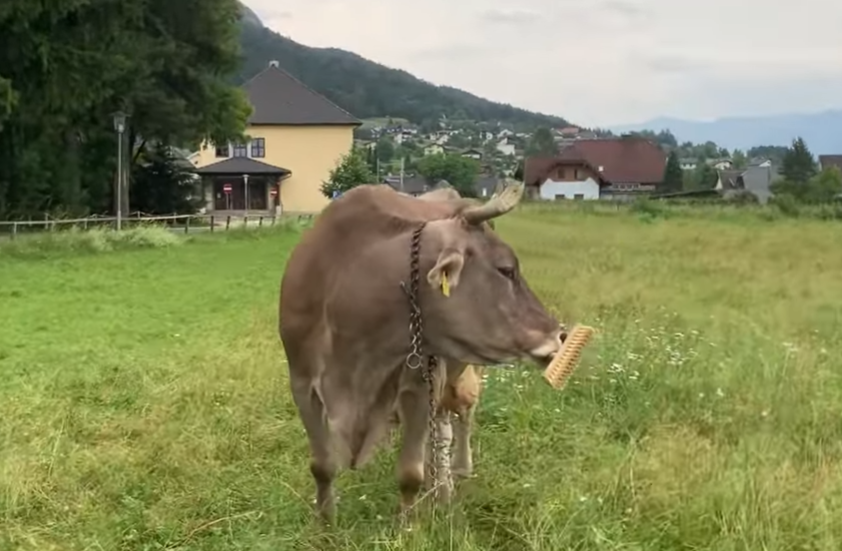 Iranske vlasti pod pritiskom zbog smrtnog kazne demonstrantu