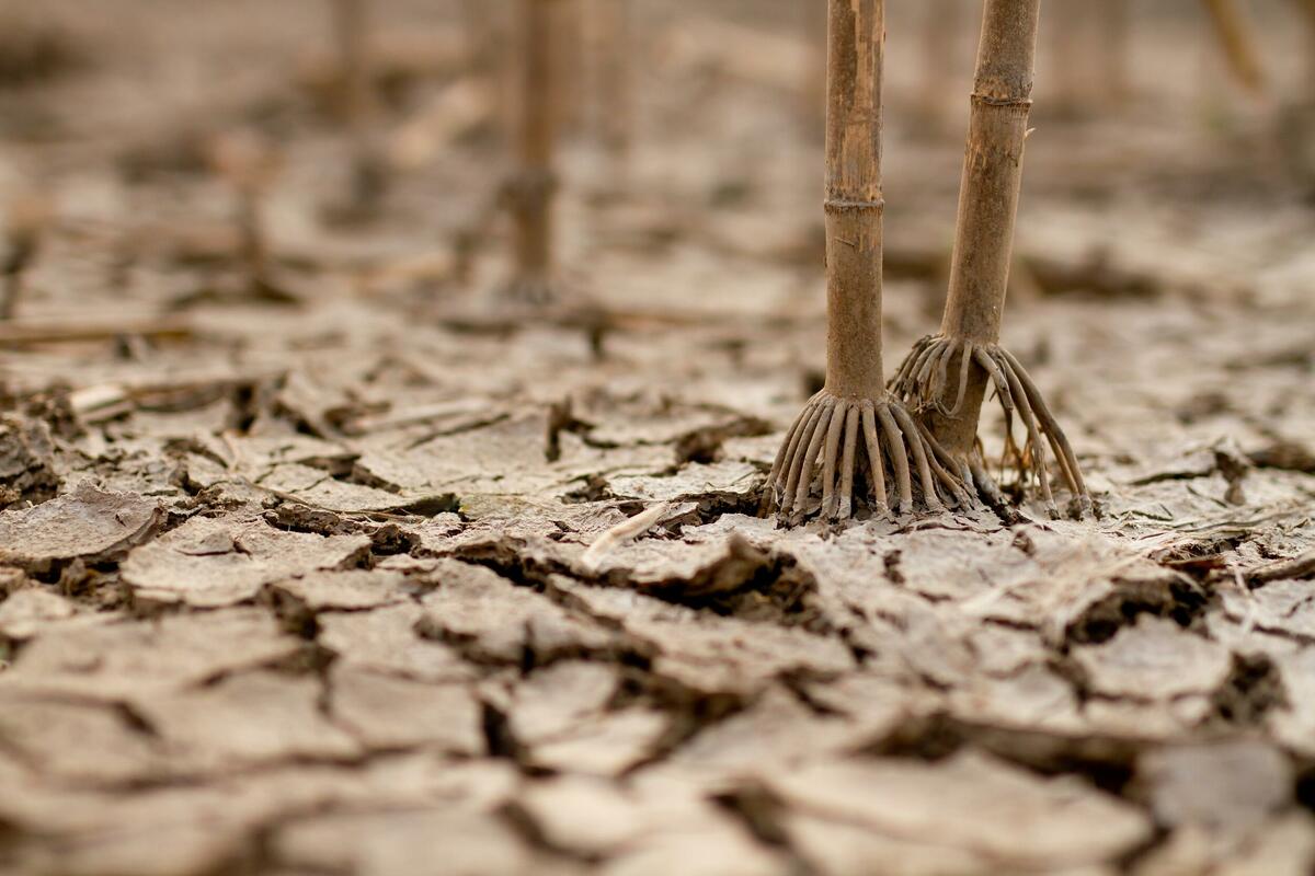 Klimatske promjene: Posljednje tri godine najtoplije u istoriji