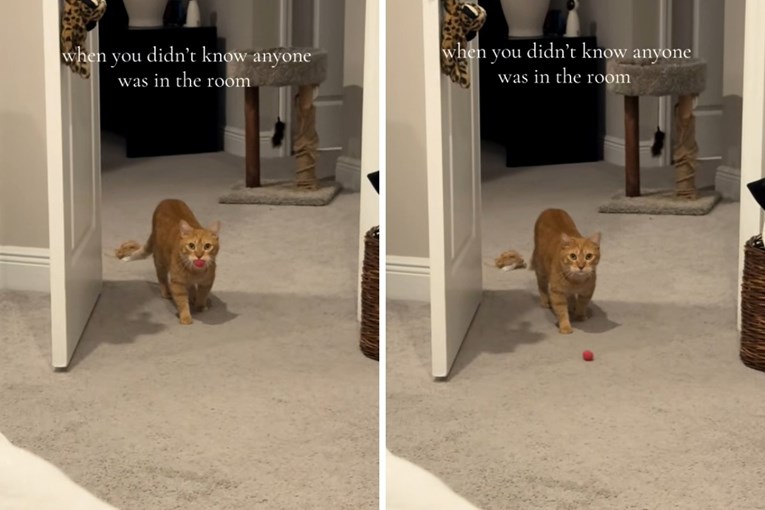 Mačak iznenađen vlasnicom: Viralni trenutak na TikToku