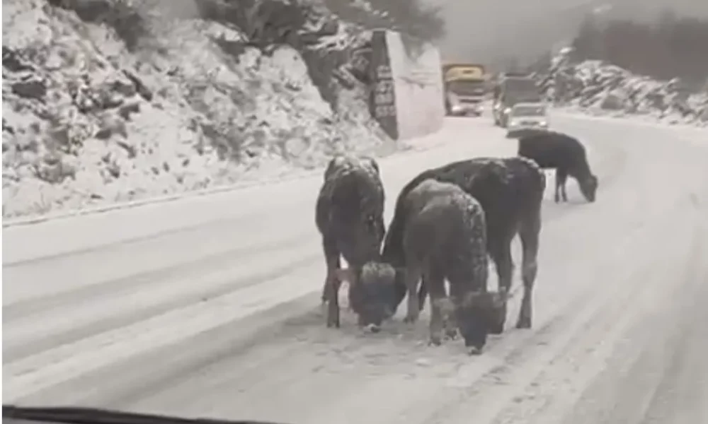 Opasnost na putu ka Budvi: Lutajući goveda otežavaju saobraćaj