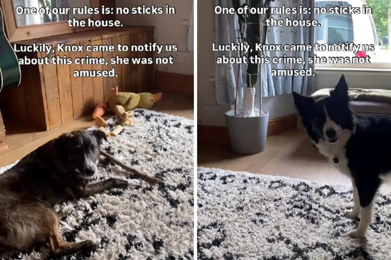 Pas Knox tužio sestru zbog kršenja kućnog pravila