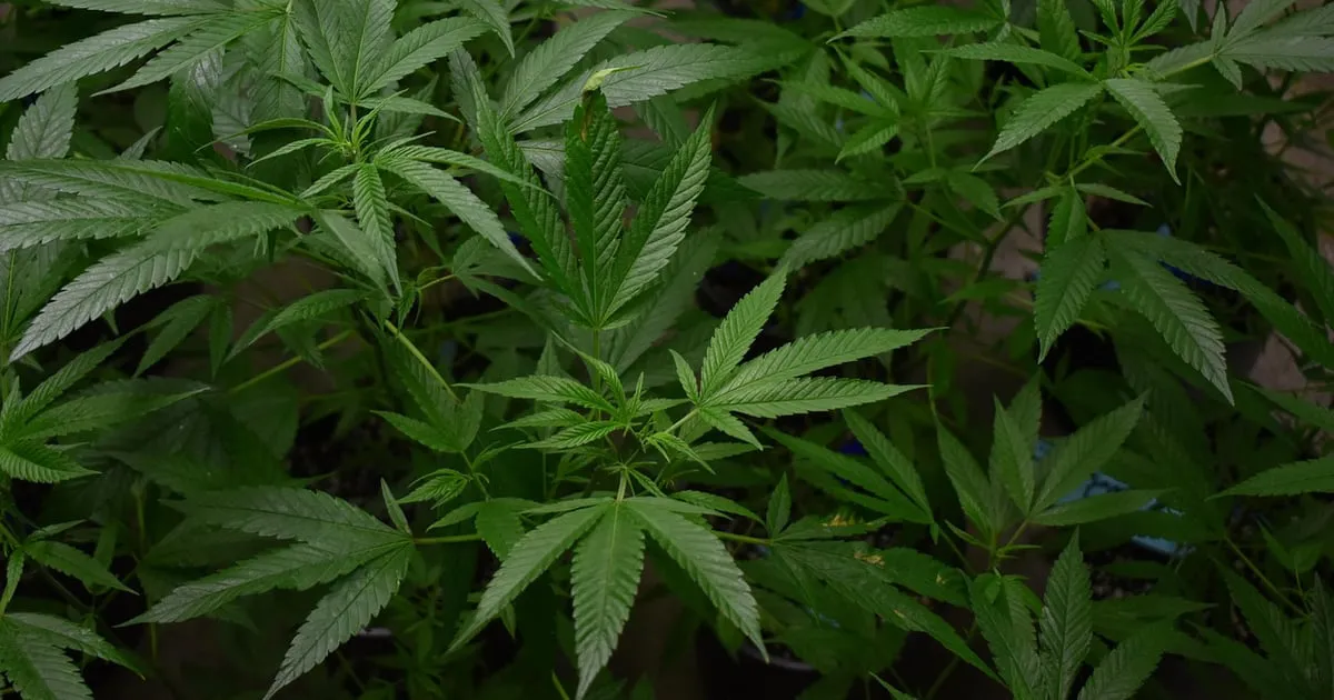 Pet tona marihuane zaplijenjeno kod Kruševca