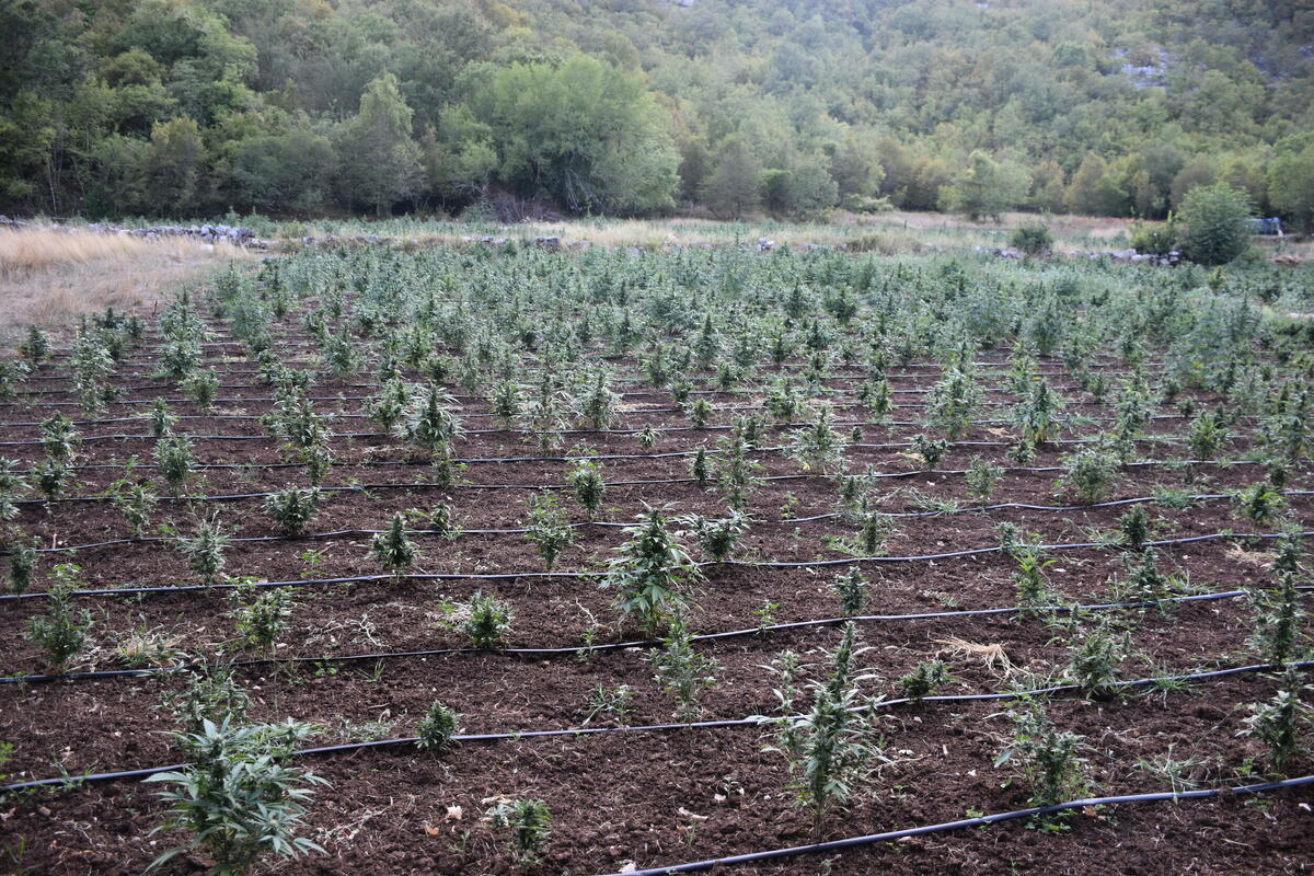 Produžen pritvor osumnjičenom za uzgajanje marihuane u Crmnici