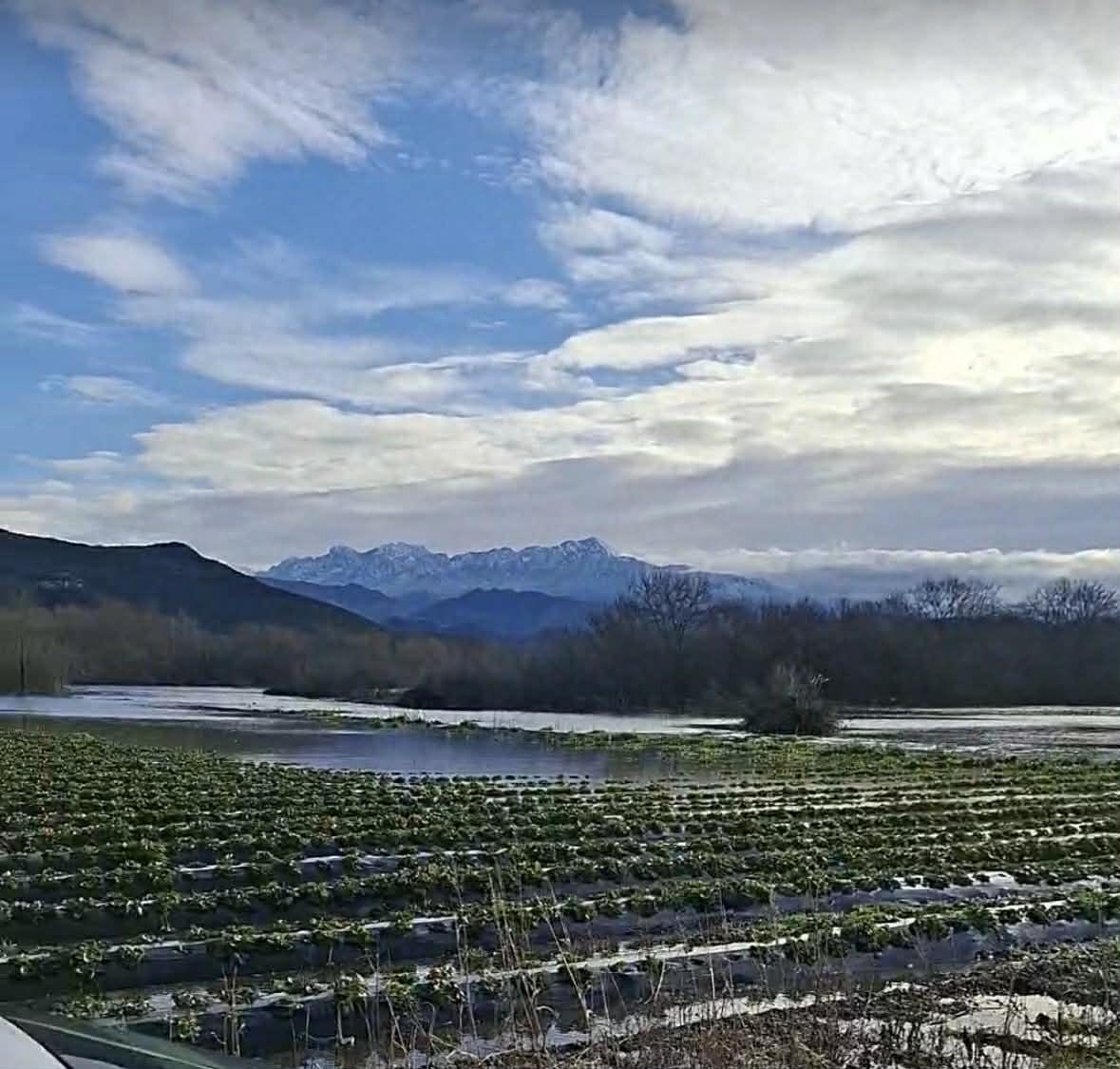 Skadarsko jezero ugrožava imanja: Jagode pod vodom u Podhumu