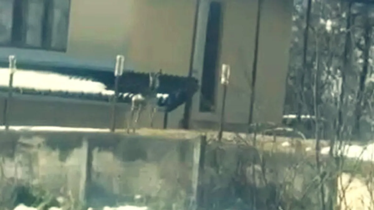 Srna snimljena u dvorištu u selu Lagatore kod Petnjice