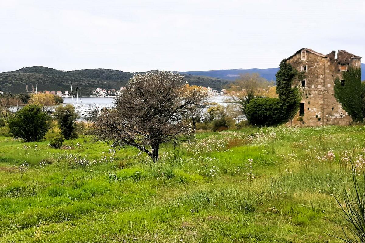 Tivat poziva maslinare na obavezan upis stabala u Registar