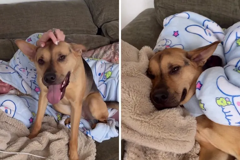 Udomljeni pas Kaktus ostao uz bolesnu vlasnicu