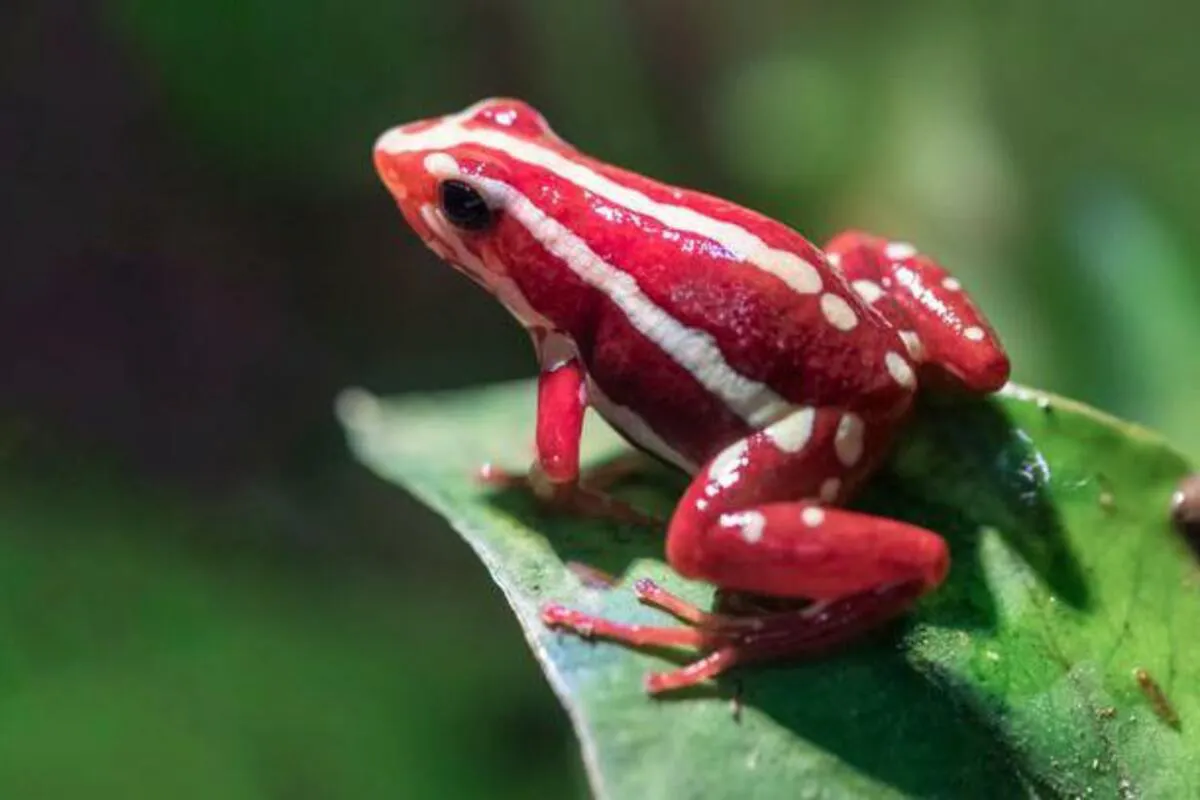 Aleksej Navaljni ubijen otrovom iz žabe, tvrde britanske vlasti