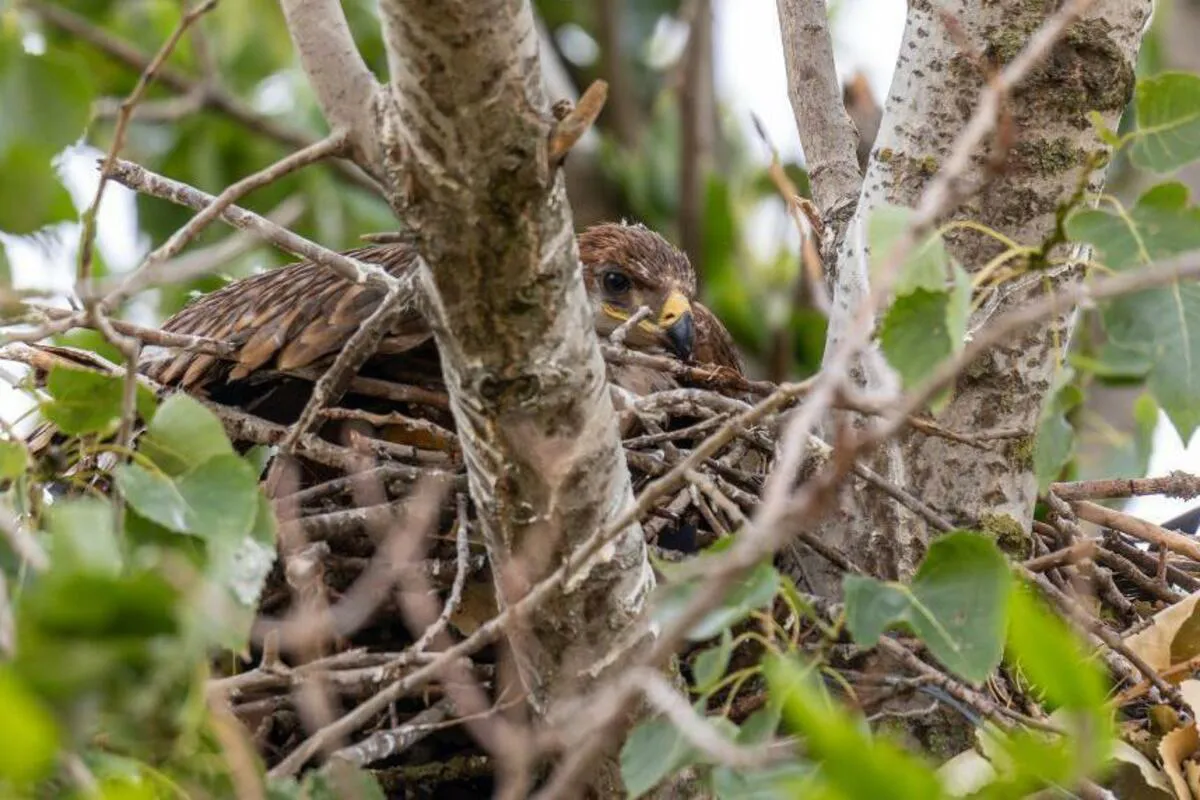 Avantura orla Feliksa: Spasen od krijumčara, vraća se u Srbiju