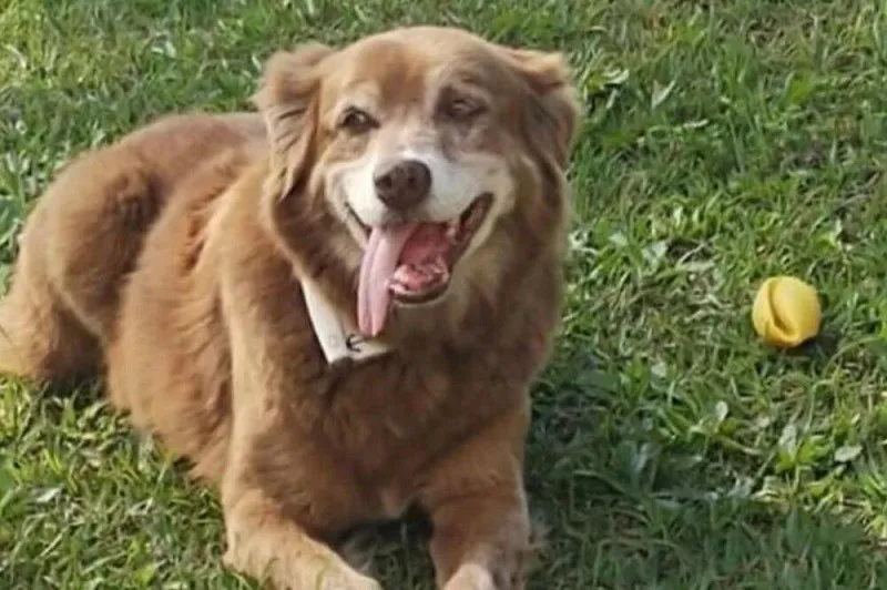 Brazil usvojio zakon o sahranjivanju kućnih ljubimaca pored vlasnika