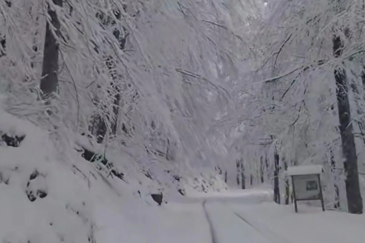 Crna Gora nominovala bukove šume NP Biogradska gora za UNESCO