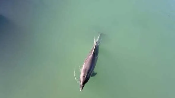 Delfin zalutao u rijeku Jadro u Hrvatskoj, poziv građanima na oprez