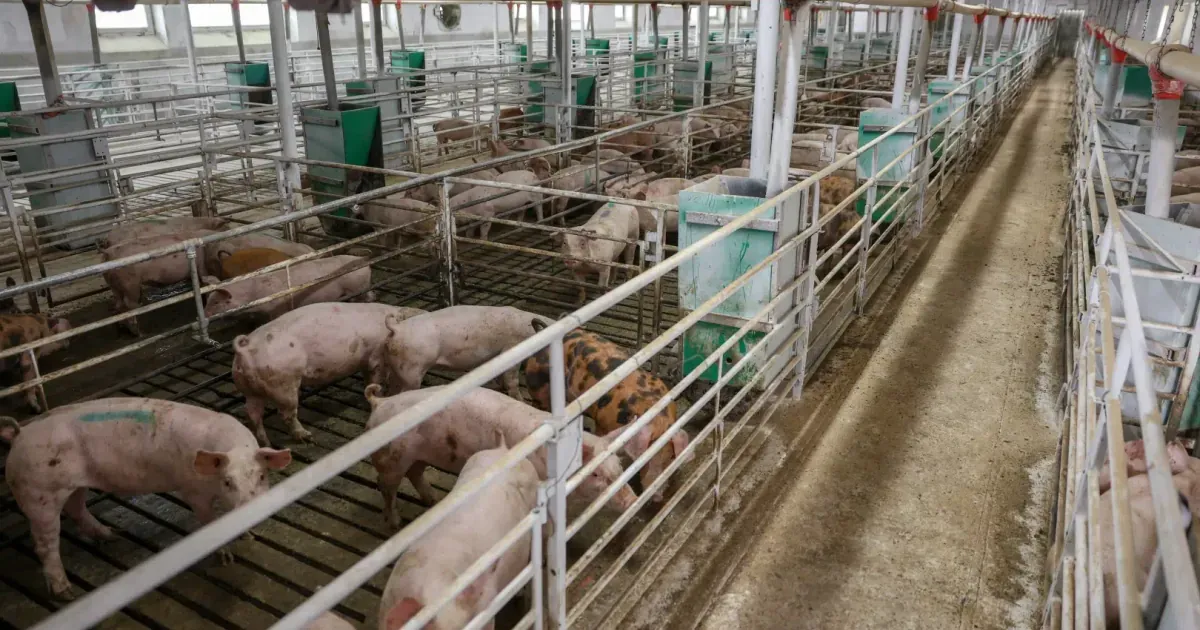 Đonović: Sekretarijat Opštine Danilovgrad obustavio rješavanje problema mirisa