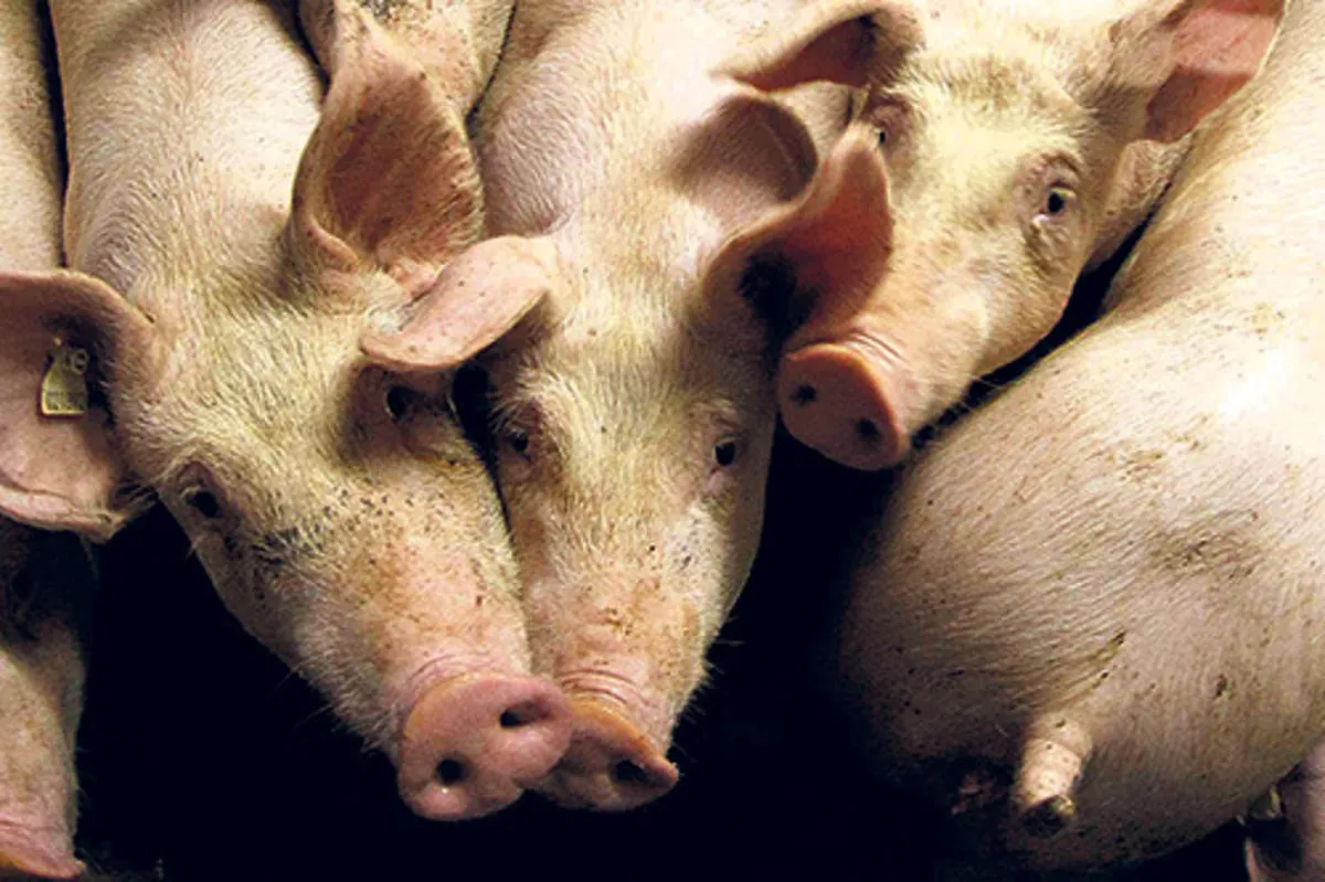 Farmer u Kini izazvao nestanak struje dronom dok je prevozio prasiće