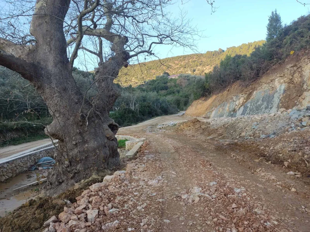 Građani upozoravaju na ugrožen Stari Javor u Ulcinju