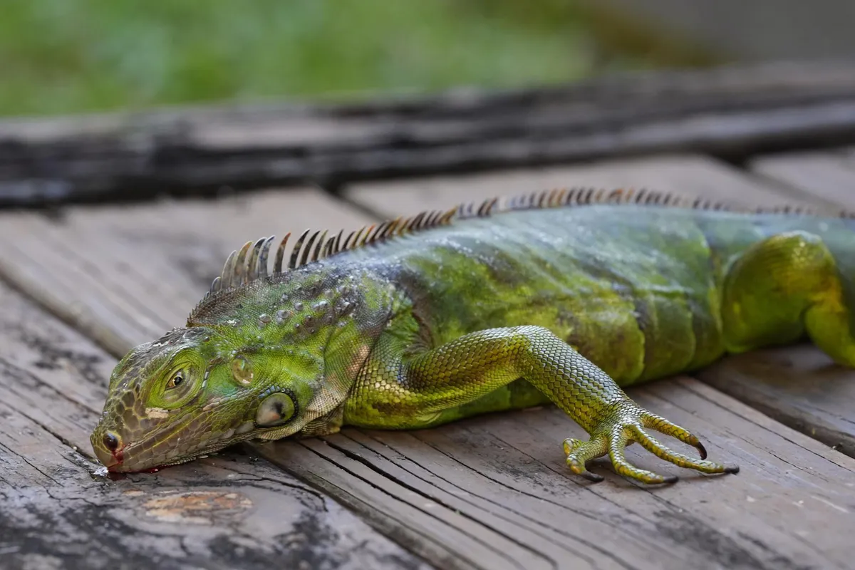 Hiljade iguana padaju sa drveća u Floridi usljed niskih temperatura