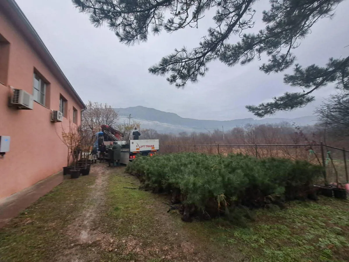 Izgorelo hiljade čokota loze u Piperima, stigle nove sadnice