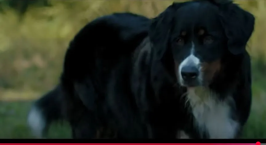 Kazne do 5.000 evra za razmnožavanje pasa i mačaka u Podgorici