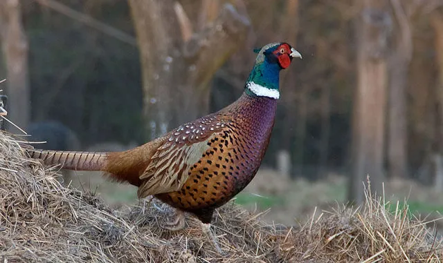 Lovačko društvo 'Cetinje' zatvorilo lovnu sezonu za 2025/26