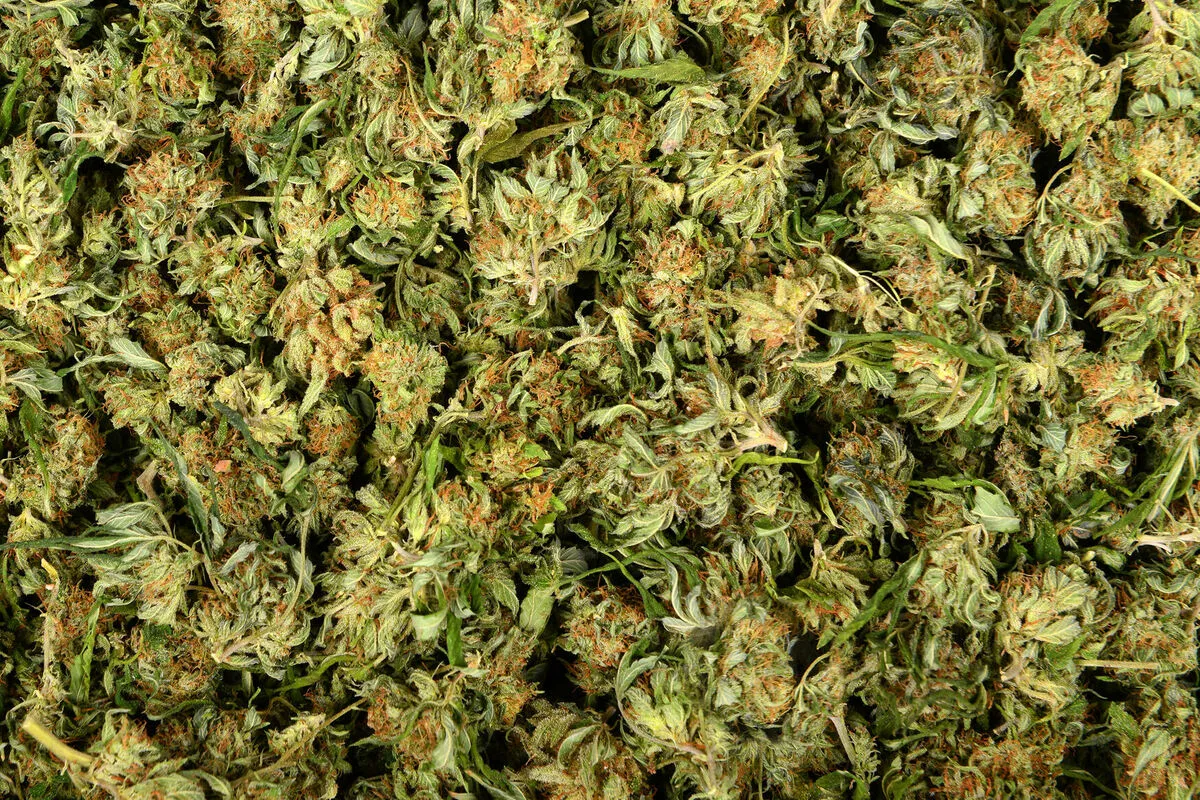 Makedonska policija zaplijenila 40 tona marihuane, povezanost s Srbijom