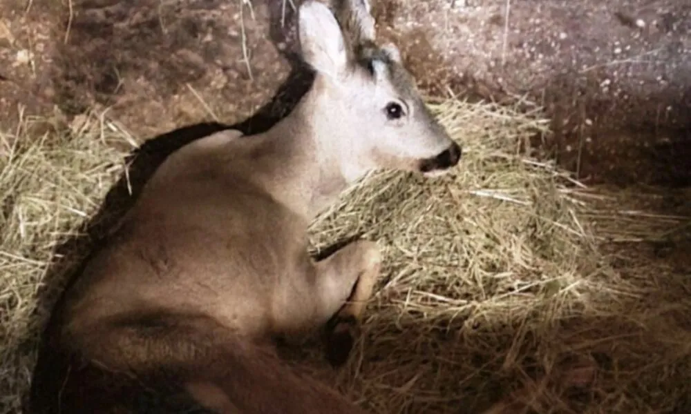 Mijat Vasiljević iz Herceg Novog spasio teško ranjenog srndaća