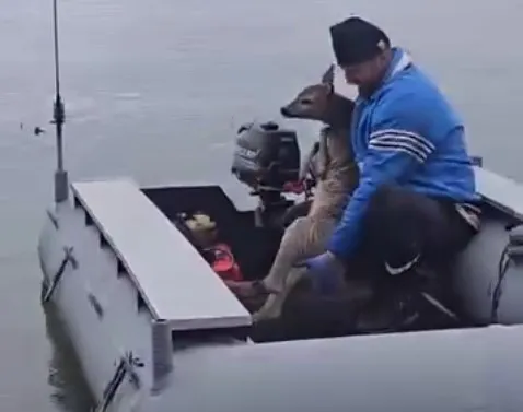 Na Krupačkom jezeru srna spašena od sigurne smrti