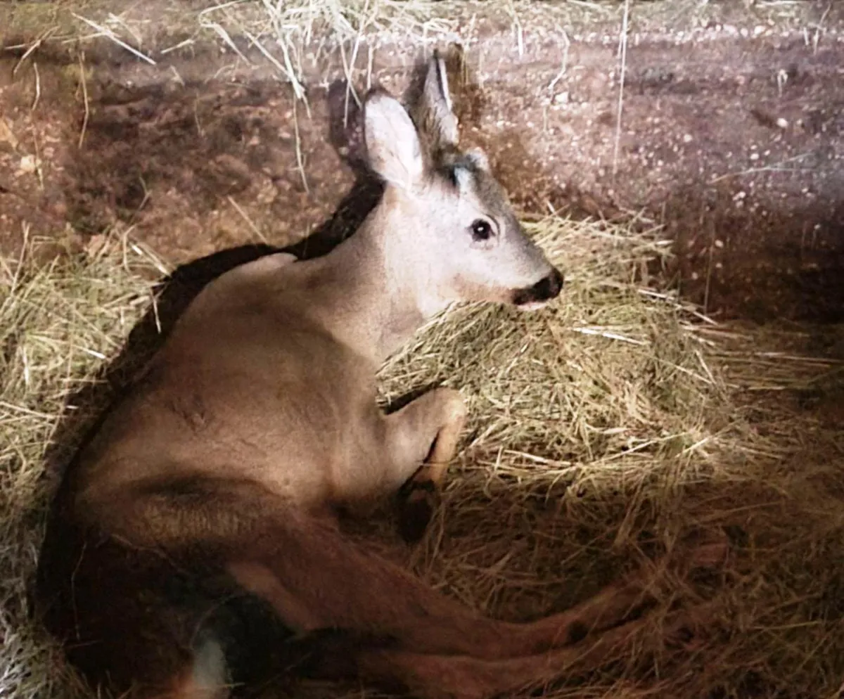 Novljanin spasio teško ranjenog srndaća kod Nikšića
