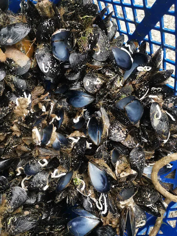 Održavanje predavanja o očuvanju dagnji u Tivtu