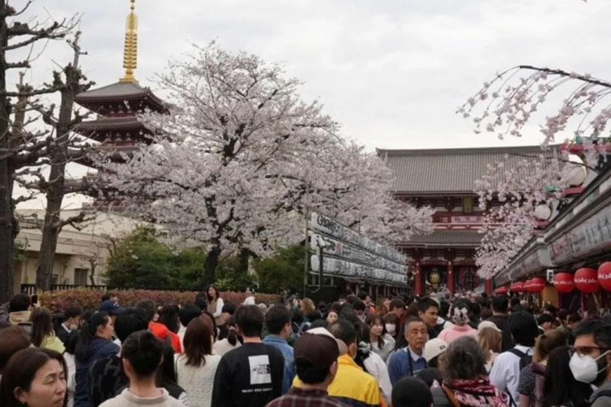 Otkazan Festival trešnjinog cvijeta u Japanu zbog nepristojnih turista