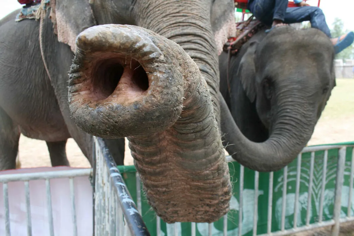 Otkrivena tajna 'brkova' na surli slona