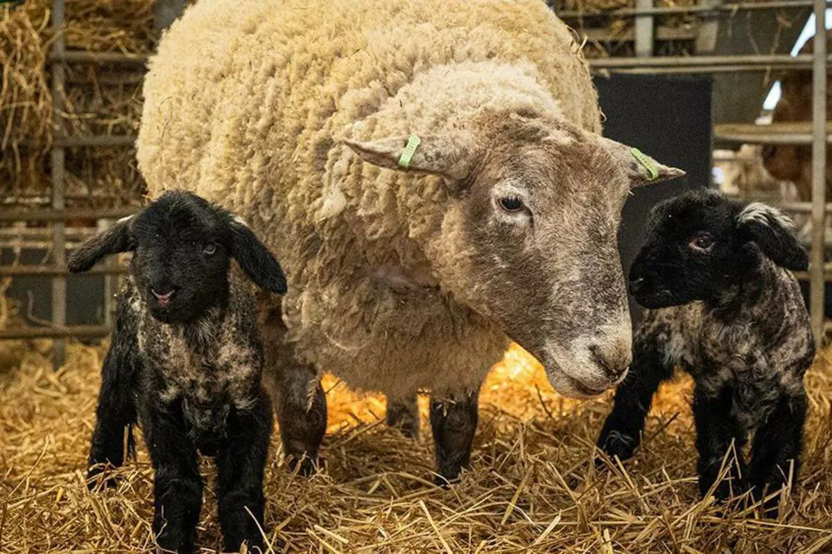 Ovca Fiona, nekada najusamljenija, sada ponosna majka blizanaca