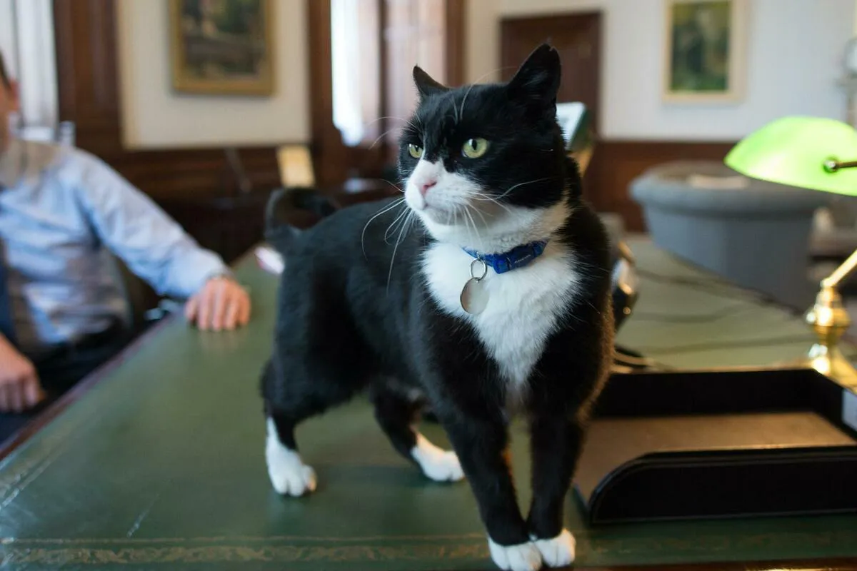 Palmerston, nekadašnji diplomatski mačak, preminuo na Bermudima