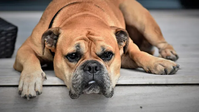 Pet tipova ljudi koji ne bi trebali imati psa