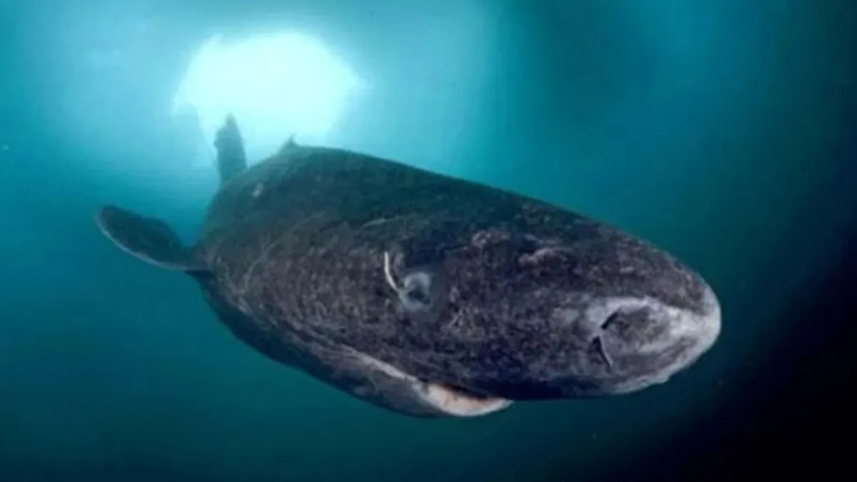 Piter Smit preživio napad ajkule na Tobagu: 'Borili smo se zajedno!'