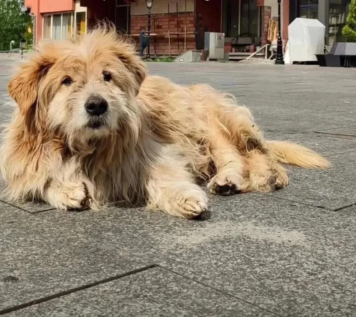 Pljevlja ostala bez Laza – najvjernijeg čuvara grada