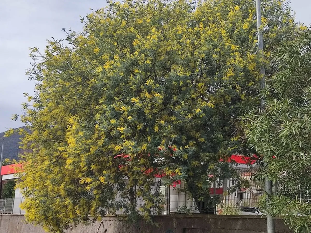 Počinje 57. Praznik mimoze u Herceg Novom: Hoteli dobro popunjeni