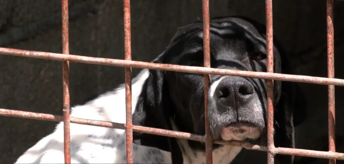 Podgorički azil za napuštene pse na ivici kapaciteta