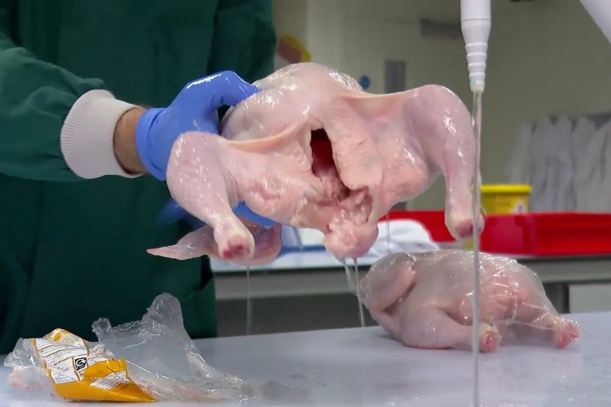 Pranje piletine: Da li je to bezbjedno ili ne?