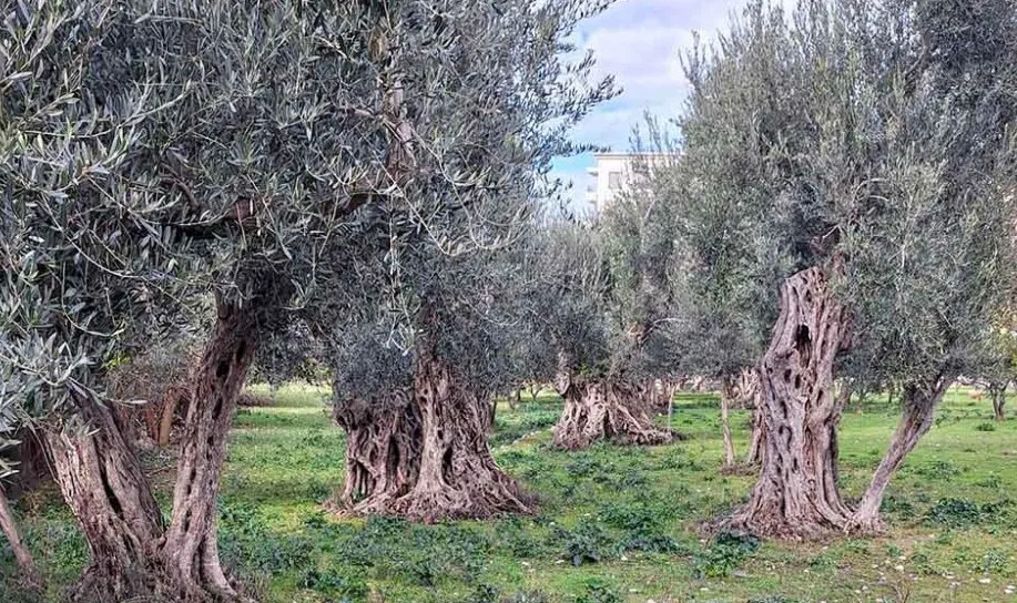 Procjena starosti drevnog maslinjaka iza Opštine Bar: Stablo staro 924 godine