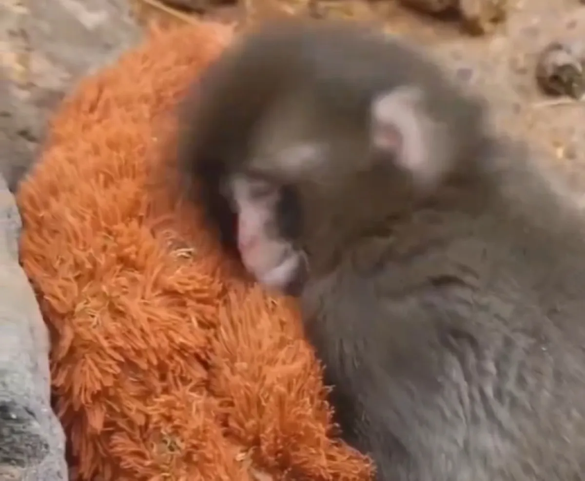 Pronašao je utjehu: Laku noć samo njemu