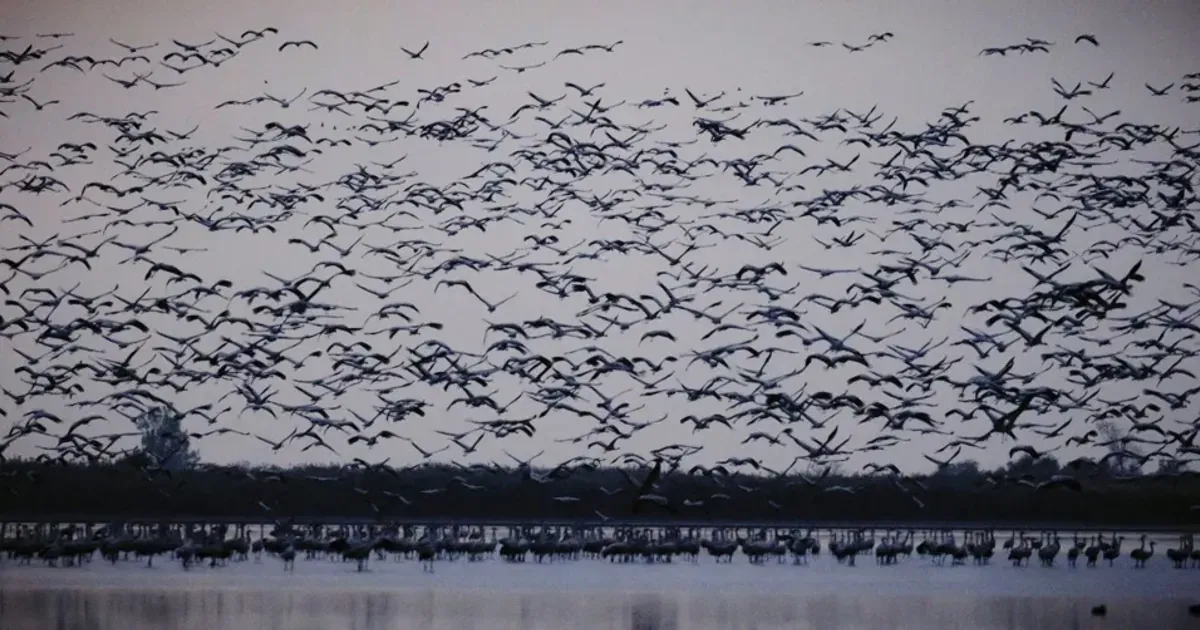 Ptičiji grip potvrđen u Zagrebačkoj županiji